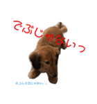 おデブのマロン。（個別スタンプ：8）