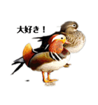 ハイクオリティ野鳥のメッセージ（個別スタンプ：1）