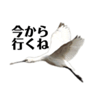 ハイクオリティ野鳥のメッセージ（個別スタンプ：3）