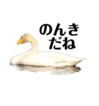 ハイクオリティ野鳥のメッセージ（個別スタンプ：4）