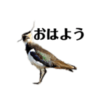 ハイクオリティ野鳥のメッセージ（個別スタンプ：8）