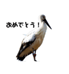 ハイクオリティ野鳥のメッセージ（個別スタンプ：11）