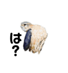 ハイクオリティ野鳥のメッセージ（個別スタンプ：12）