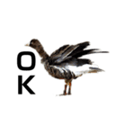 ハイクオリティ野鳥のメッセージ（個別スタンプ：13）