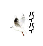 ハイクオリティ野鳥のメッセージ（個別スタンプ：15）
