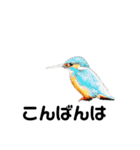ハイクオリティ野鳥のメッセージ（個別スタンプ：20）
