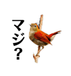 ハイクオリティ野鳥のメッセージ（個別スタンプ：22）