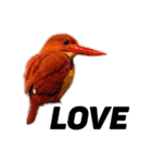 ハイクオリティ野鳥のメッセージ（個別スタンプ：23）