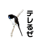 ハイクオリティ野鳥のメッセージ（個別スタンプ：24）