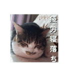 蔵ちゃんのスタンプ（個別スタンプ：7）
