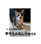 蔵ちゃんのスタンプ（個別スタンプ：8）