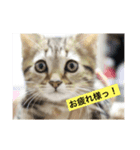 こてミルスタンプ（個別スタンプ：1）