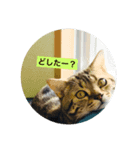 こてミルスタンプ（個別スタンプ：3）