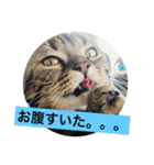 こてミルスタンプ（個別スタンプ：4）