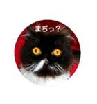 めめはな（個別スタンプ：1）