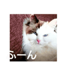 めめはな（個別スタンプ：3）