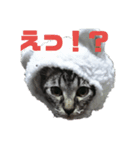 キキとココ（個別スタンプ：3）