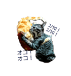 キキとココ（個別スタンプ：4）