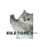 カワイイ猫のバニラちゃん＊チンチラ（個別スタンプ：2）