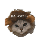 カワイイ猫のバニラちゃん＊チンチラ（個別スタンプ：3）