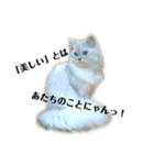 カワイイ猫のバニラちゃん＊チンチラ（個別スタンプ：4）