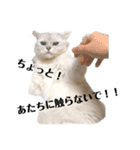 カワイイ猫のバニラちゃん＊チンチラ（個別スタンプ：7）