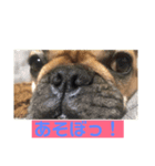 うちのブー子ちゃんパート2（個別スタンプ：3）