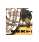 ぴょんスタンプ2（個別スタンプ：2）