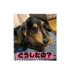 ぴょんスタンプ2（個別スタンプ：6）