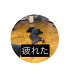 ゆうご専用スタンプ（個別スタンプ：5）