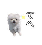 愛犬もちゃ2（個別スタンプ：1）