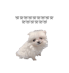愛犬もちゃ2（個別スタンプ：2）