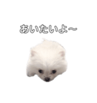 愛犬もちゃ2（個別スタンプ：3）
