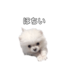 愛犬もちゃ2（個別スタンプ：4）