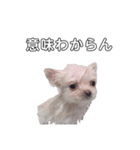 愛犬もちゃ2（個別スタンプ：5）