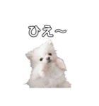 愛犬もちゃ2（個別スタンプ：6）