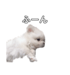 愛犬もちゃ2（個別スタンプ：7）