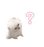 愛犬もちゃ2（個別スタンプ：8）