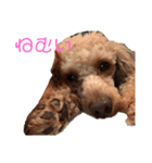 ❤️可愛い動物❤️（個別スタンプ：4）