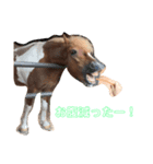 ❤️可愛い動物❤️（個別スタンプ：5）