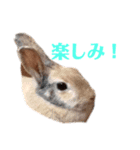 ❤️可愛い動物❤️（個別スタンプ：8）