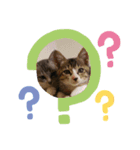 チャチャサス（個別スタンプ：3）