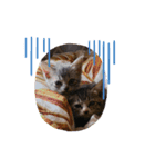 チャチャサス（個別スタンプ：6）
