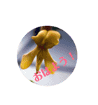 Yassy's Stanp（個別スタンプ：16）