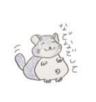 気ままにチンチラ（個別スタンプ：1）