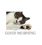 保護猫ルドルフ日常English ❷ 毎日英語編（個別スタンプ：1）