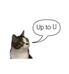 保護猫ルドルフ日常English ❷ 毎日英語編（個別スタンプ：2）