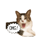 保護猫ルドルフ日常English ❷ 毎日英語編（個別スタンプ：3）