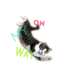 保護猫ルドルフ日常English ❷ 毎日英語編（個別スタンプ：5）