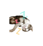 保護猫ルドルフ日常English ❷ 毎日英語編（個別スタンプ：7）